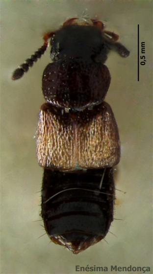 © Enésima Mendonça